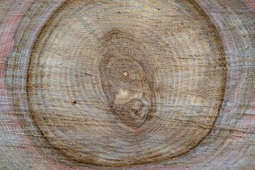 Beautiful wooden fracture old oak, natural texture close up