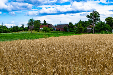 Photography on theme big wheat farm field for organic harvest