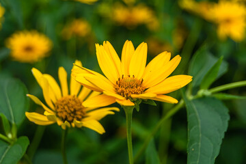 Obraz premium Fine wild growing flower aster false sunflower on background meadow