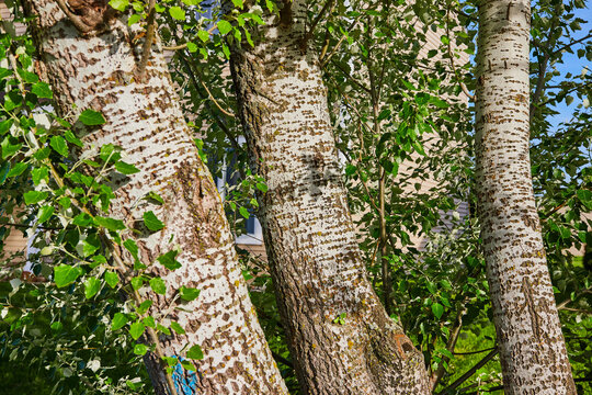 White flacking bark birch trees growing close together tree wall blue sky