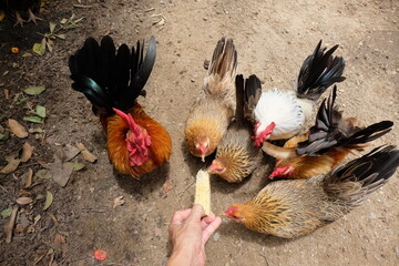 It's time to feed the bantam flock.