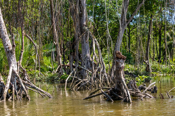 Mangrove forest near Bandar Seri Begawan, Brunei on the island of Borneo