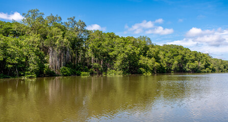 Fototapeta premium Mangrove forest near Bandar Seri Begawan, Brunei on the island of Borneo