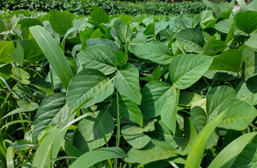 View of Soybean pods on soybean plantation, on blue sky background. Soy plant. Soy pods. Soybean field. Limbangan. Kendal. Indonesia.
