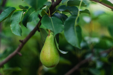 pear, pear fruits on a branch