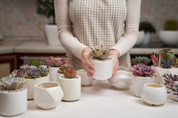 Woman holding Echeveria Succulent house plant in a pot