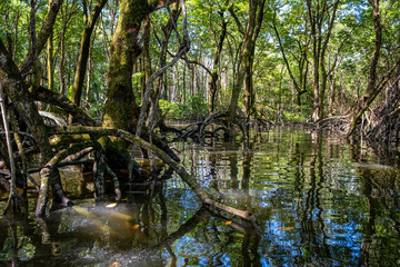 Mangrove forest near Bandar Seri Begawan, Brunei on the island of Borneo
