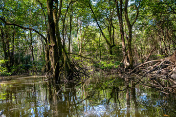 Fototapeta na wymiar Mangrove forest near Bandar Seri Begawan, Brunei on the island of Borneo