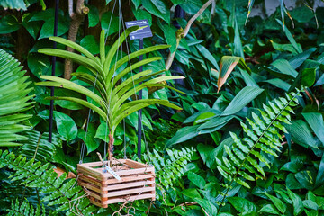 Horizontal of Vanda in wooden slot basket hanging on hook in tropical setting