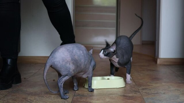 Close up of two Sphynx cats eating fresh food for small kittens at home. Advertising dry kitty food. Funny gray bald cats.