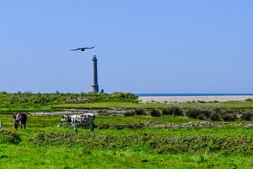 Auderville, Goury, K&uuml;ste, Leuchtturm, Cap de la Hague, Normandie, Meer, K&uuml;stenwanderung, Wanderweg, Felsen, Felder, Landwirtschaft, Sommer, Fr&uuml;hling, Frankreich