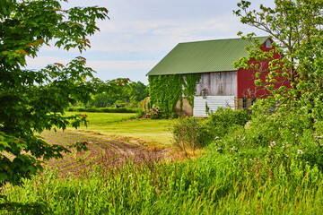 Italy themed side of barn with red and white siding and green ivy clinging to building © Nicholas J. Klein