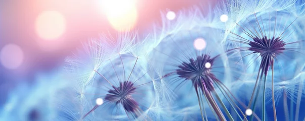 Fotobehang Beautiful dew drops on dandelion plant, blue violet color background. © amazingfotommm