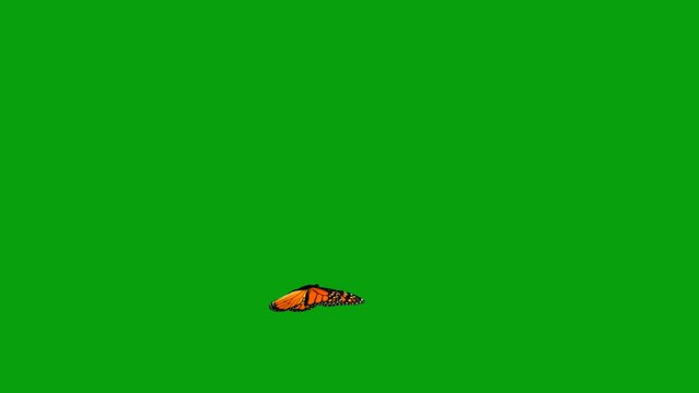 Animated Colorful Butterfly flying around effect on green screen 