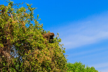 Olive baboon (Papio anubis), also called the Anubis baboon, on a tree in Lake Manyara National Park in Tanzania