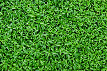 a close up of a green grassy field