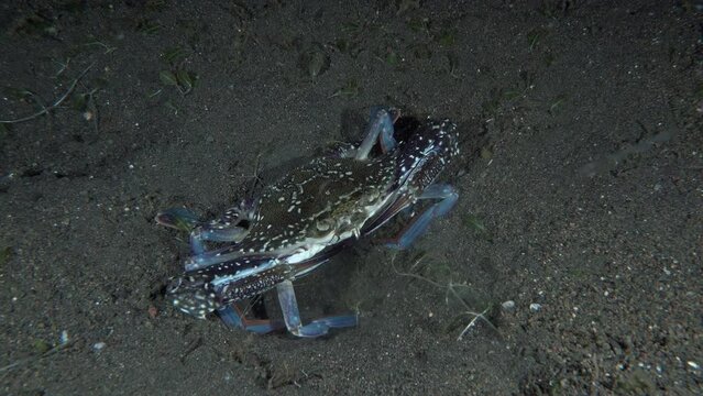 A large crab with blue legs walks along the bottom of the sea at night.
Blue swimming crab (Portunus pelagicus)20cm. ID: males brownish, carapace with pale spots, blue legs, females without blue tint.