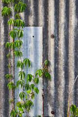 Newer lighter colored metal panel on abandoned building siding with climbing vines, ivy