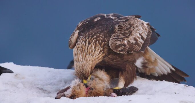 Close-up of golden eagle eating on dead fox in the mountains at winter