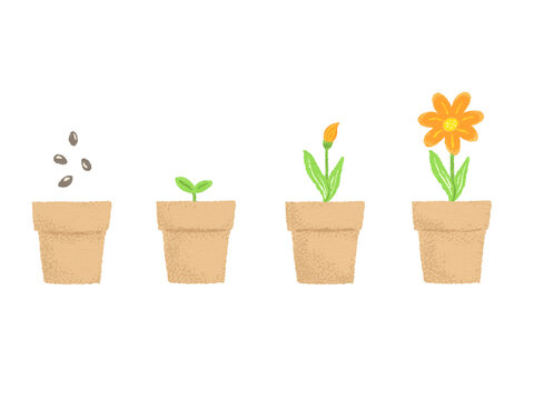 A simple colored pencil/crayon hand-drawn illustration of the growth process of a plant, where a seed sprouts and an orange blossom blooms / 種をまいて芽がでてオレンジの花が咲く、植物の成長過程のシンプルな色鉛筆・クレヨンの手描きイラスト