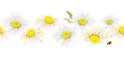 Watercolor illustration seamless border from field camomile hand-drawn on white background. Watercolor floral natural illustration of delicate plants 