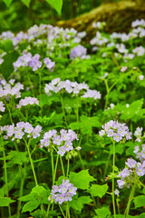 Green patch Great Waterleaf flowers below fallen tree log, forest floor