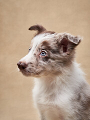Funny puppy on a beige background. one month old border collie in studio. Dog in studio 