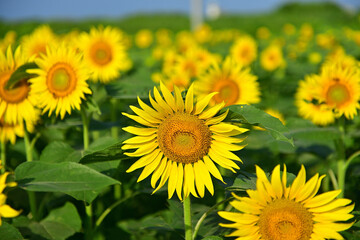 I really like sunflowers.