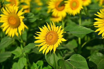 I really like sunflowers.