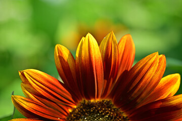  I often see sunflowers in the summer