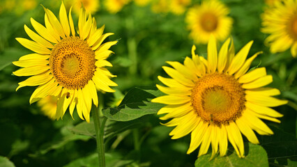 Fototapeta premium I often see sunflowers in the summer