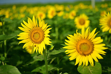 Fototapeta premium I often see sunflowers in the summer