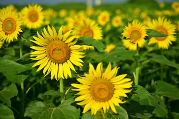  I often see sunflowers in the summer