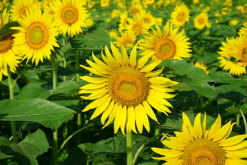  I often see sunflowers in the summer