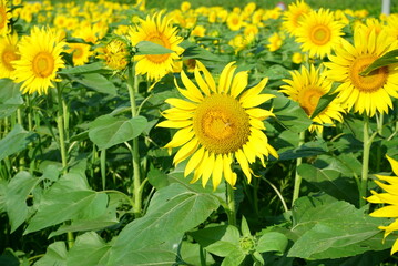  I often see sunflowers in the summer
