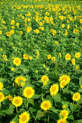  I often see sunflowers in the summer