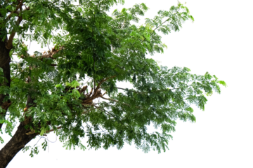 green leaves isolated on white background