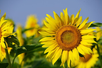 Fototapeta premium I often see sunflowers in the summer