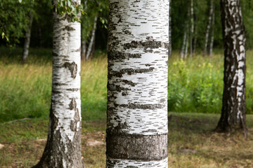 Birch grove. Beautiful sunny day in the forest. Landscape with green birch trees