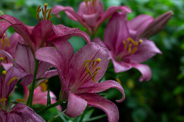 pink lilies in the garden, lilies, flowers in the garden