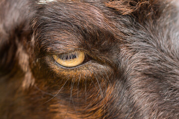 animal eye, goat eye, close-up eye