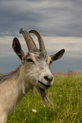 goat in the field, domestic animals, goat