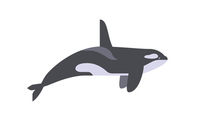 killer whale (Orcinus orca) flat style vector illustration on white background