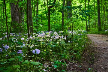 Dirt trail winding through woods, forest, small green patch of purple lavender Great Waterleaf flowers