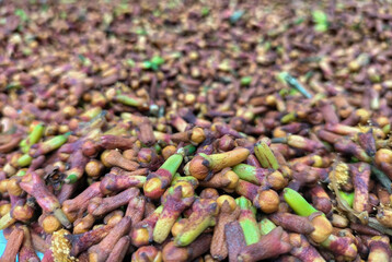 Selective focus. A stretch of fresh cloves being dried in the hot sun. Drying raw red green cloves sticks. Raw spices and herb.
