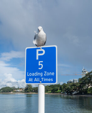 Seagull standing on top of 5 minute parking sign post. Buildings and construction crane in the distance. Takapuna beach. Auckland. Vertical format.
