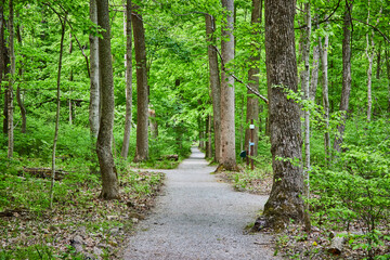 Fototapeta premium Stone gravel path through lush green forest, split paths, walls of trees, canopy of leaves