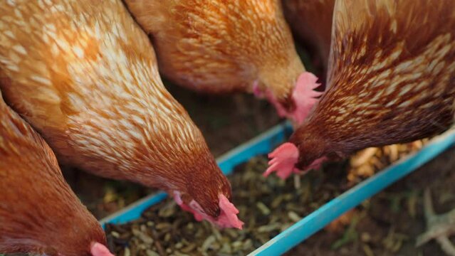 slow motion, Animal agriculture farming concept, chicken egg eating a food like a worm or insect organic raw, feed a hen in industry farm of agricultural business, fowl poultry having beak and feather