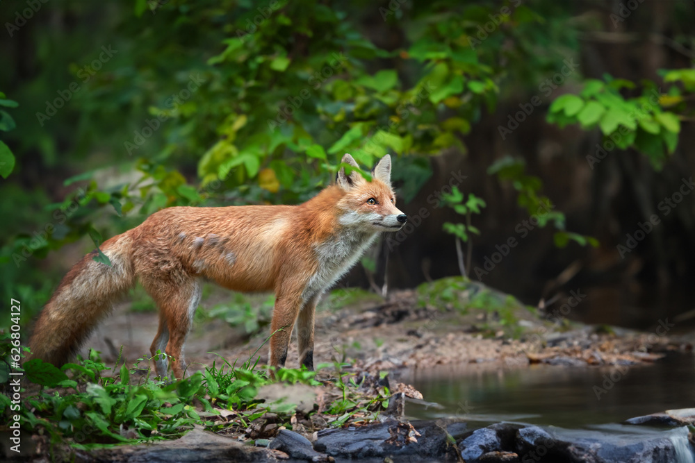 Sticker Adult red fox walks along the bank of a forest river in a natural environmen