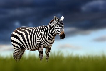 Zebra in the grass on storm sky background in the savannah